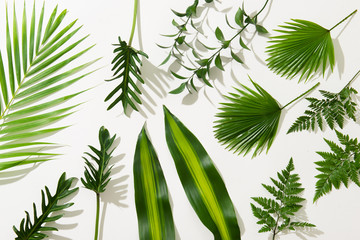 Different tropical leaves on white background