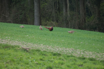 Fasane im Grünen