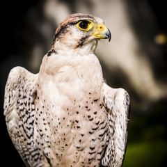 Greifvogel Kauz