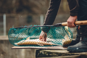 pisciculture bio trout farm with fresh raw trouts in the fisherman net near the fishpond with splashing water