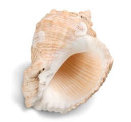 Shell