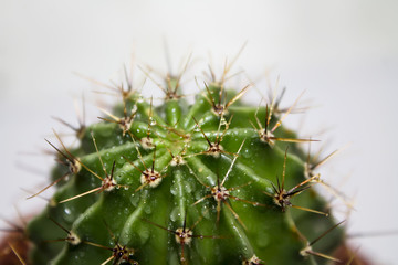 Green cactus round shape in pot isolated on white background.