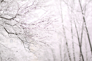 winter in a snowy city. the frost on the branches of a tree