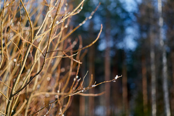 Buds on the branches with bokeh and copy space. 