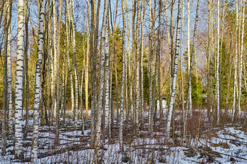  Birch trees on a sunny early spring day.    