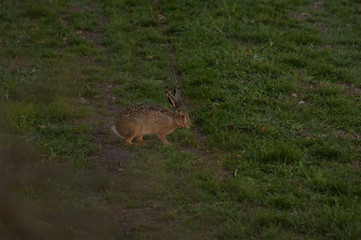 Hasen im Feld