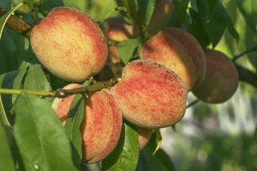 Peaches on the branch
