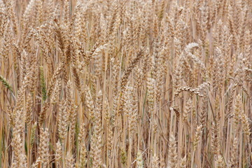 wheat fields close up background