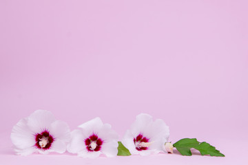 .Beautiful white and pink flowers on a pink background with place for text.