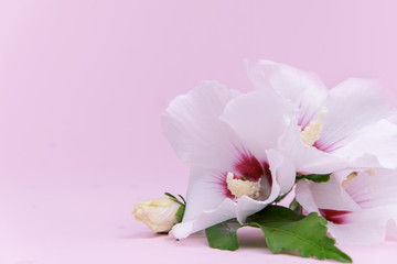 .Flower composition on a pink background.Copy space