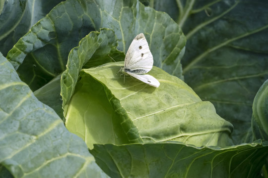 Сabbage butterfly
