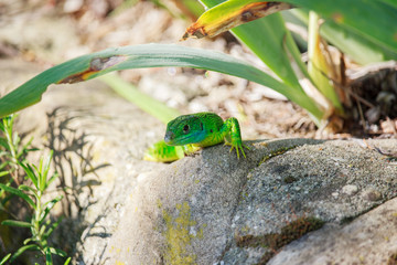 Lacerta viridis on Rocks