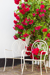 Rosebush around the garden chairs