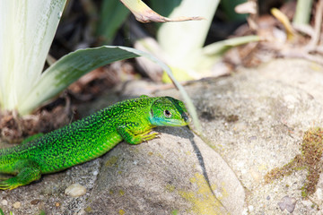 Lacerta viridis on Rocks