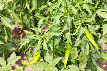 Unripe hot chili pepper on a garden bed.