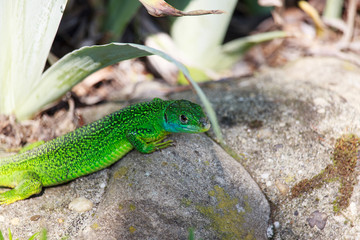 Lacerta viridis on Rocks