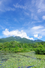 Obraz premium 夏のいもり池