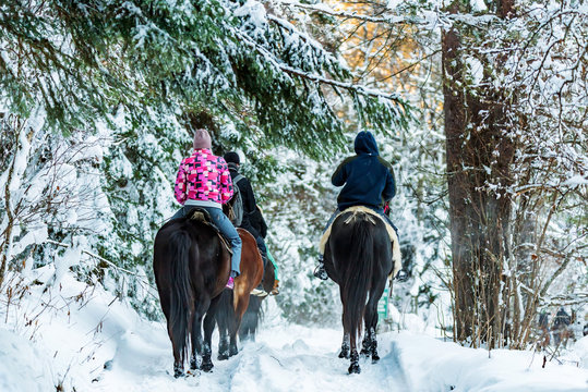 Tourists ride horses in winter forest back view