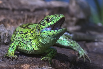 The sand lizard (Lacerta agilis)
