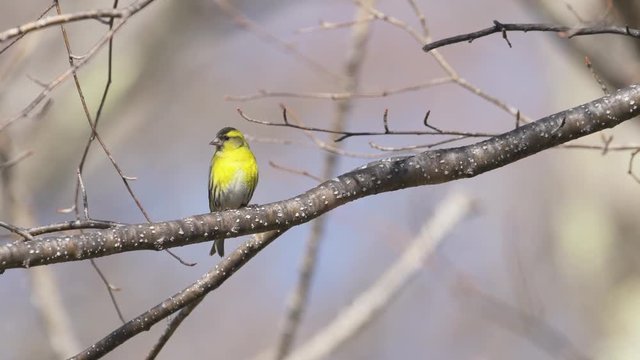 マヒワ雄(Eurasian siskin)