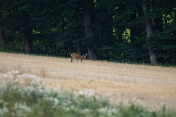 Rehbock im Herbst