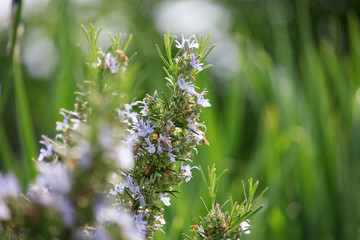 Rosemary Flowers on Sunset