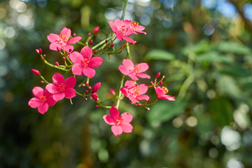 Fototapeta na wymiar Pink flowers with tropical forest in bokeh. 