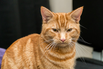 Ginger cat in purple blanket