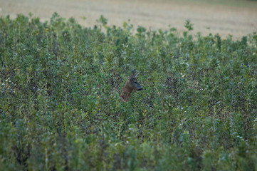 Rehbock im Herbst