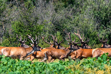 Group of Red deer or Cervus elaphus