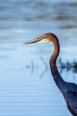 Goliath heron in Kruger National park, South Africa ; Specie Ardea goliath family of