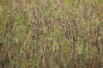 Rehbock im Herbst
