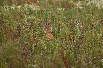 Rehbock im Herbst