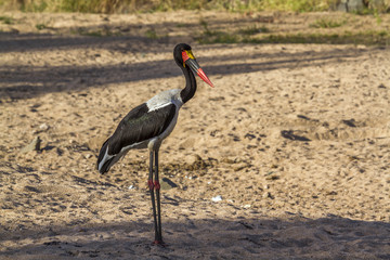 Saddle billed stork in Kruger National park, South Africa ; Specie Ephippiorhynchus senegalensis family of  Ciconiidae