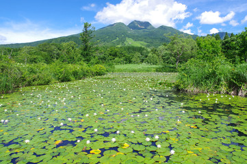 夏のいもり池