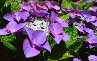 あじさい
