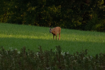 Rehbock im Herbst
