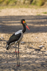 Saddle billed stork in Kruger National park, South Africa ; Specie Ephippiorhynchus senegalensis family of  Ciconiidae