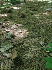 pine forest floor