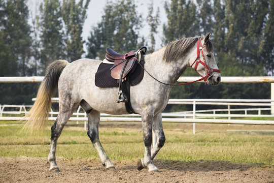 Side view of a horse