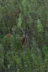 Naklejka premium Rehbock im Herbst