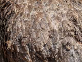 Feathers on an ostrich as an abstract background