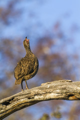 Swainson's Spurfowl in Kruger National park, South Africa ; Specie Pternistis swainsonii family of Phasianidae