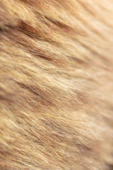 Wool on a cat as an abstract background