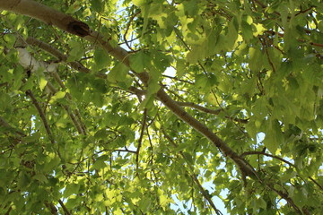 под деревом, листвой, кроной