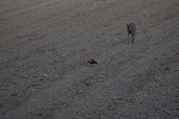 Rehe und Fasane im Herbst