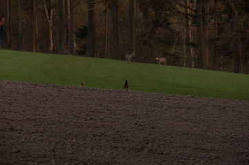 Rehe und Fasane im Herbst