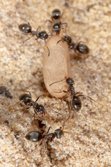 Ants and formic eggs in nature