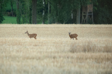 Rehe im Herbst