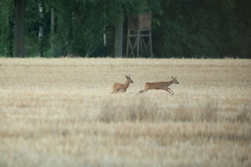 Rehe im Herbst